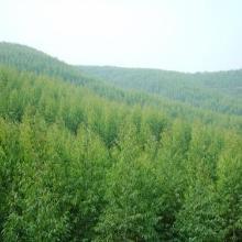 【山東桉樹種植公司】-