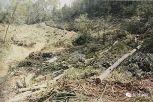 羅城有人未辦林木采伐許可證,砍伐自家杉樹林,挨判刑