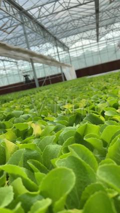 實拍科技培育蔬菜_3840X2160_高清視頻素材下載(編號:6345529)_實拍視頻