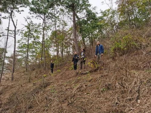 辦好民生 小案 彰顯司法溫情 樂業縣檢察院依法辦理兩起濫伐林木案助力鄉村產業發展