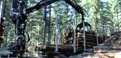 中國曾年砍200萬顆樹給日本 如今角色突然互換 日本砍樹給我們!