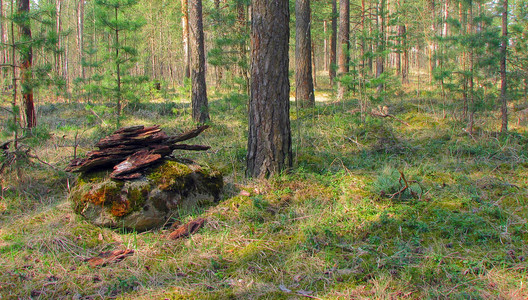 森林中有地衣和苔蘚的老樹。林木自然綠色的木頭。森林里樹上的苔蘚。特寫