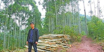 成都將重點監督破壞林木 礦產資源等行為