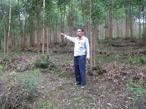 柳州森林公安半月內(nèi)連破13起濫伐林木案件