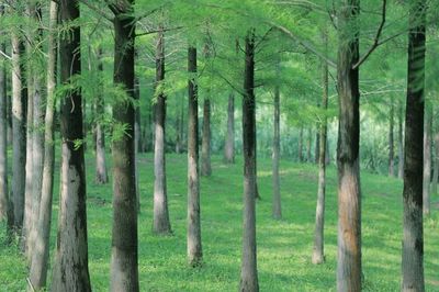 農村經濟林木補償標準