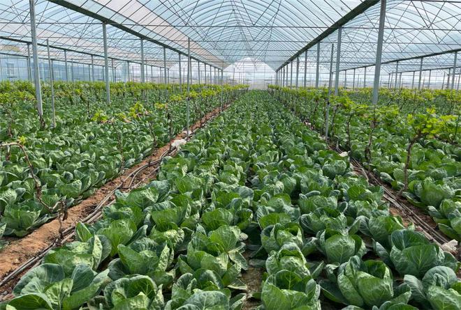 永年有了&ldquo;健康夜市&rdquo;!永年蔬菜基地現代化建設見成效