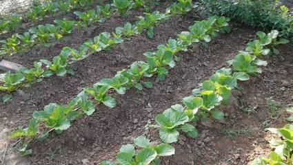 蔬菜栽種如何做成活率高?用上這5個方法,菜園里不死苗長得旺