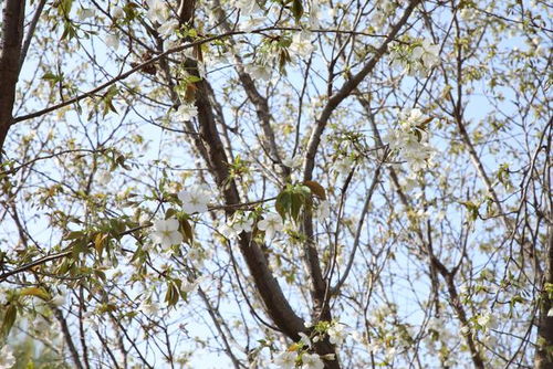 免費(fèi)賞花 這里的牡丹花海即將盛開