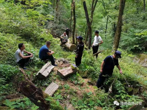 近日,康南大隊(duì)連續(xù)破獲三起盜伐林木案