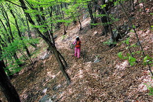 林木茂盛雙樓山 如夢(mèng)如幻林中穿 隨太行群環(huán)穿內(nèi)丘招乜雙樓山