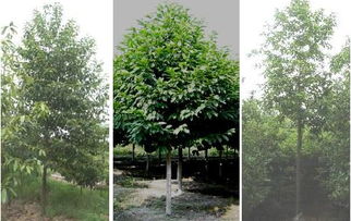 林木種質(zhì)資源發(fā)掘 創(chuàng)制與利用 策略與方法 第二期 姜景民