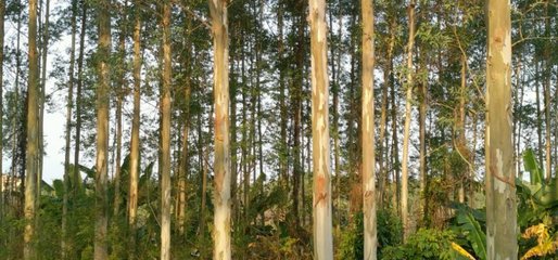 這種林木的生長迅速、能快速產(chǎn)生效益,但想種植卻不易申請