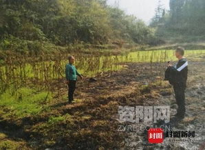 地里除草引發(fā)森林火災 女子不慎燒毀林木7000多株