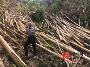 新田縣林業(yè)公安偵破一起濫伐林木案