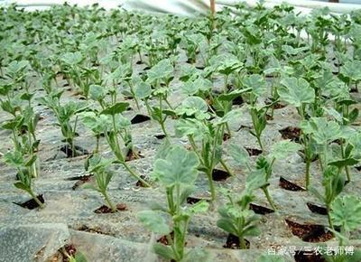 蔬菜培育新途徑 組織培養技術的應用與管理優化