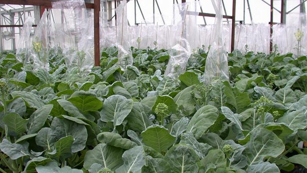 應對‘蔬菜危機’，培育全年生長的西蘭花