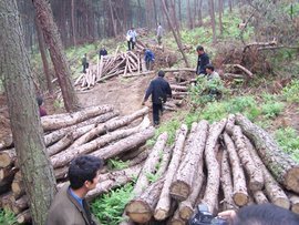 亂伐林木罪 法律定義、構(gòu)成要件與生態(tài)保護(hù)意義