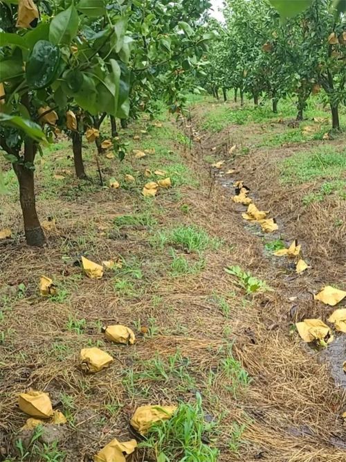 臺(tái)風(fēng)‘煙花’過后，如何加快林木恢復(fù)？花卉專家給出指導(dǎo)意見