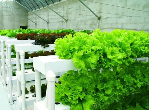 水培蔬菜的利與弊 可持續栽培模式與盆景應用設計