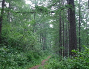 佳木斯市征地林木補(bǔ)償暫行辦法及蔬菜培育政策解讀